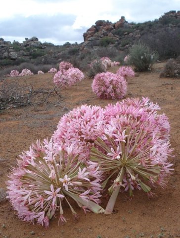 Brunsvigia bosmaniae, how close can you grow? 